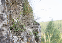 Schivereckia podolica