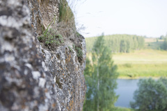 Schivereckia podolica