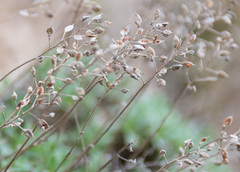 Schivereckia podolica
