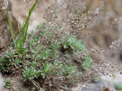 Schivereckia podolica