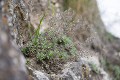 Schivereckia podolica