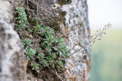 Schivereckia podolica
