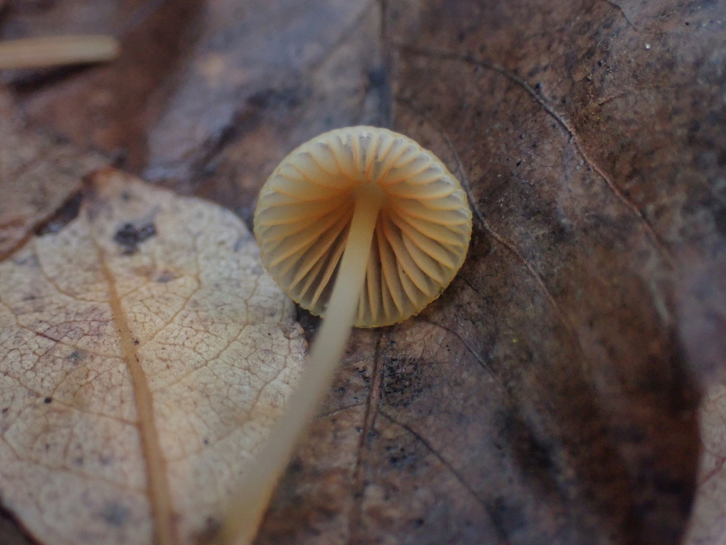 Mycena aurantiomarginata · November 2025 · photo: © dgwdoesthings (iNaturalist, cc0)