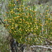 Mongolian Ephedra - Photo (c) inessa_naturalist, some rights reserved (CC BY-NC), uploaded by inessa_naturalist