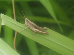 Phlaeoba fumosa