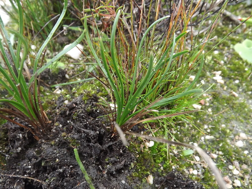 Drimia juncifolia