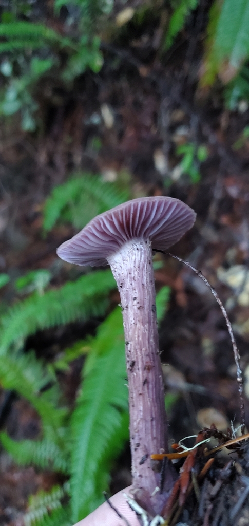 Laccaria amethysteo-occidentalis · November 2025 · photo: © eric_austin (iNaturalist, cc-by)