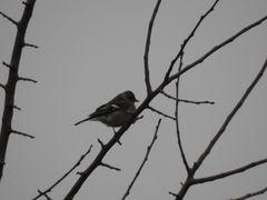 Fringilla coelebs