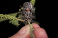 Apotolype brevicrista