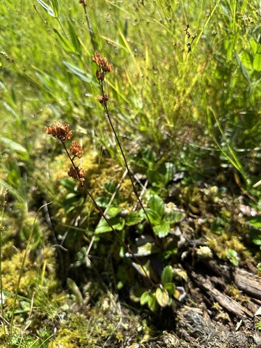 leatherleaf saxifrage (Leptarrhena pyrolifolia)
