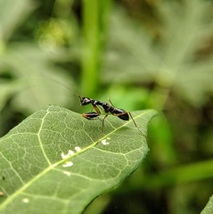 Odontomantis