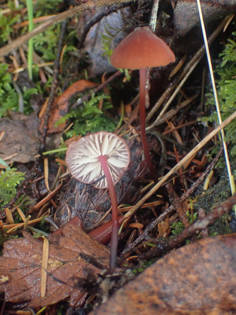 Marasmius plicatulus · November 2025 · photo: © dgwdoesthings (iNaturalist, cc0)