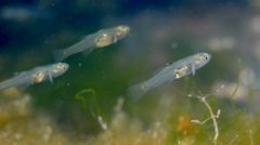 Gobiopterus semivestitus