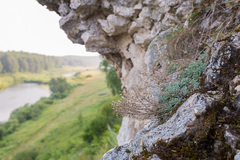 Schivereckia podolica