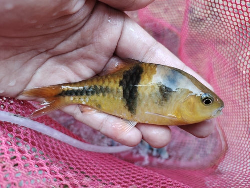 Spanner Barb