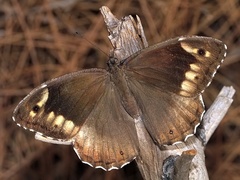 Hipparchia syriaca