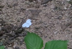Leptosia alcesta inalcesta
