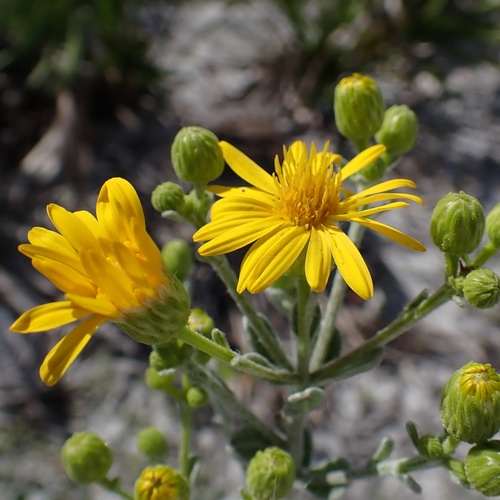 Florida Goldenaster (Chrysopsis floridana)