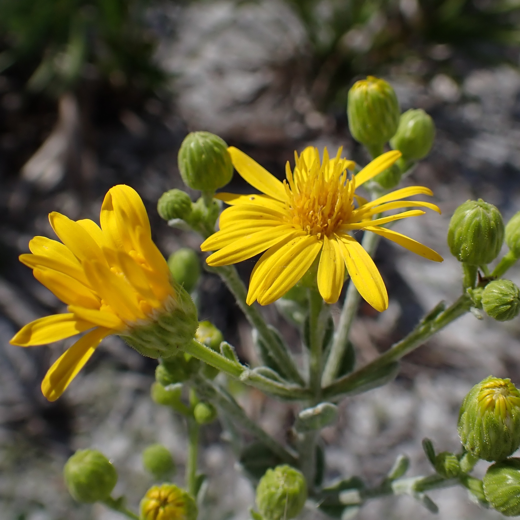 Florida Goldenaster (Chrysopsis floridana)