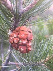 Pinus cembroides bicolor
