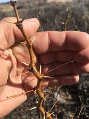 Prosopis pubescens