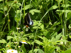 Mimoides phaon phaon