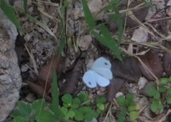 Leptosia alcesta inalcesta