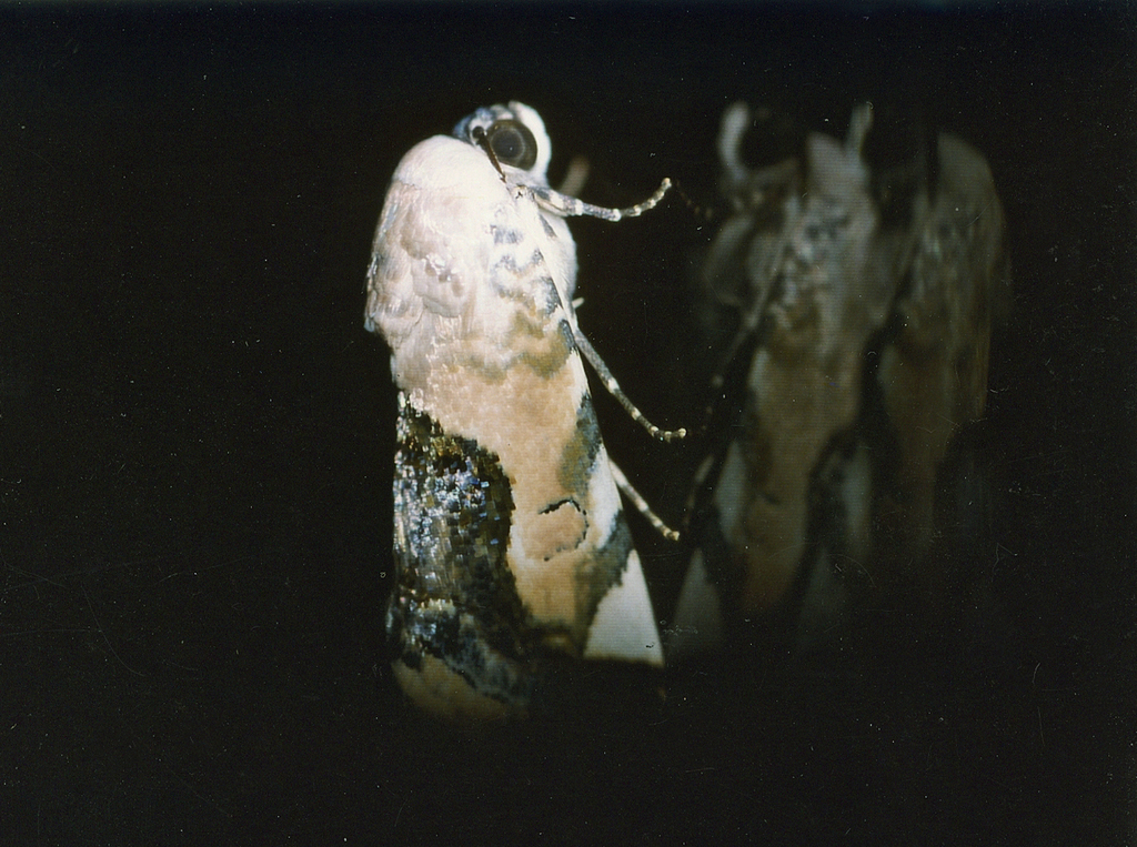 Acontia wolframmeyi