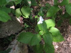 Leptosia alcesta inalcesta