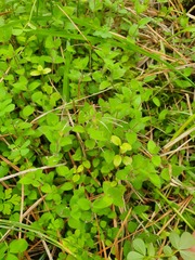 Leptostigma setulosum