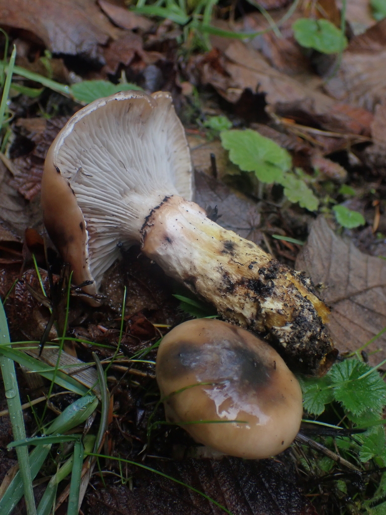 Gomphidius oregonensis · November 2025 · photo: © dgwdoesthings (iNaturalist, cc0)