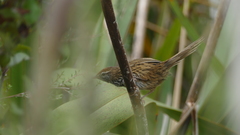 Poodytes punctatus punctatus