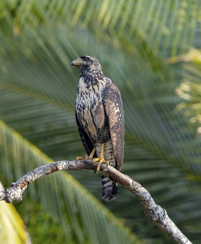 Common Black Hawk