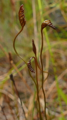 Schizaea australis