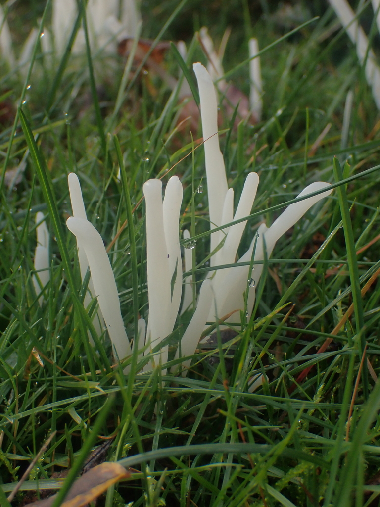 Clavaria fragilis · November 2025 · photo: © dgwdoesthings (iNaturalist, cc0)