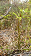 Schizaea australis
