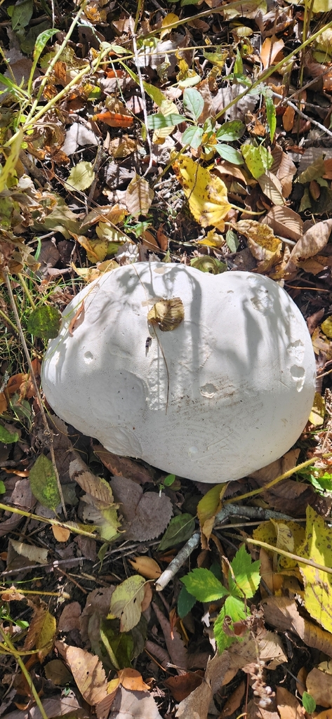 Calvatia gigantea · November 2025 · photo: © chalax91 (iNaturalist, cc-by-sa)