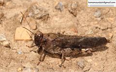 Bryodemella tuberculata