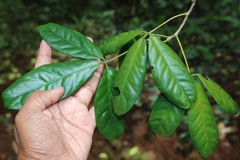 Luvunga sarmentosa