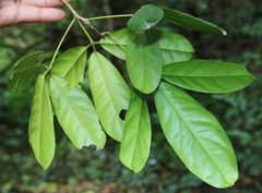 Luvunga sarmentosa