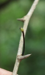 Luvunga sarmentosa