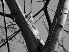 Sciurus carolinensis