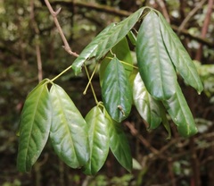 Luvunga sarmentosa