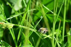 Eucera longicornis