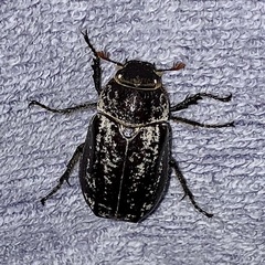 Dermolepida albohirtum