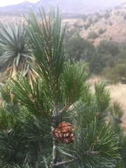 Pinus cembroides bicolor