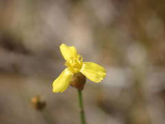 Xyris barteri
