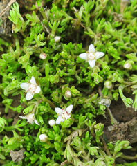 Crassula sinclairii