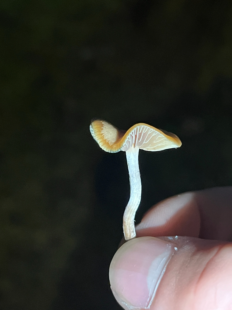 Psilocybe cyanescens · November 2025 · photo: © samuellesp_cwf (iNaturalist, cc-by)