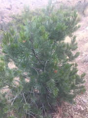 Pinus cembroides bicolor